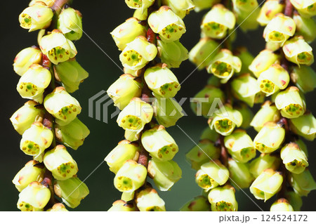 キブシの花 124524172