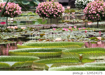 美しい花も花後は水中に沈むスイレンー壱 124524173
