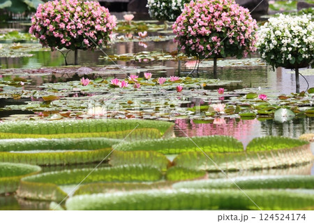 美しい花も花後は水中に沈むスイレン－弐 124524174