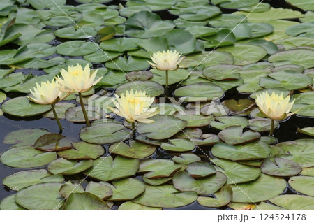 美しい花も花後は水中に沈むスイレンー六 124524178