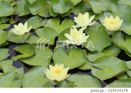 美しい花も花後は水中に沈むスイレンー七 124524179