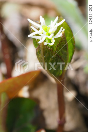 ヒトリシズカの花 ヒトリシズカの花 124524201