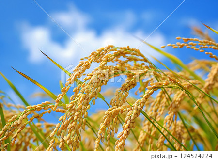 稲穂 124524224