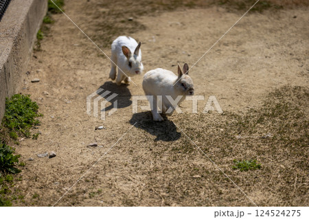 仲良くかけっこするウサギさん達 仲良くかけっこするウサギさん達 124524275