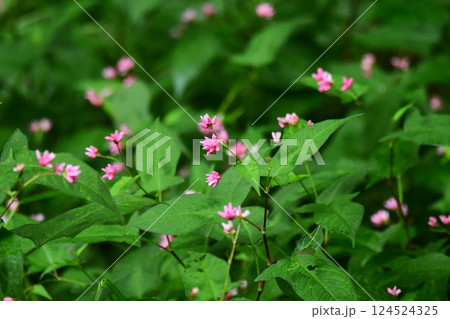 ミソソバの花 ミソソバの花 124524325
