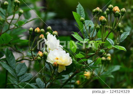 初夏のオレンジのツルバラ 124524329