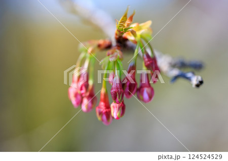 春を待つ桜の蕾 春を待つ桜の蕾 124524529