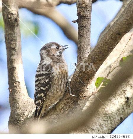 木の枝で休む小鳥② 木の枝で休む小鳥② 124524658