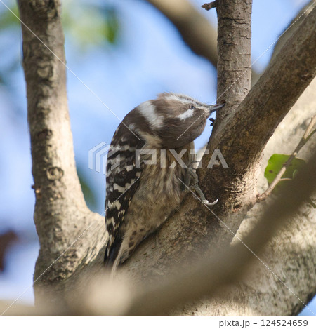 木の枝で休む小鳥③ 124524659