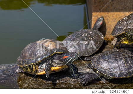 甲羅干しする亀 124524664