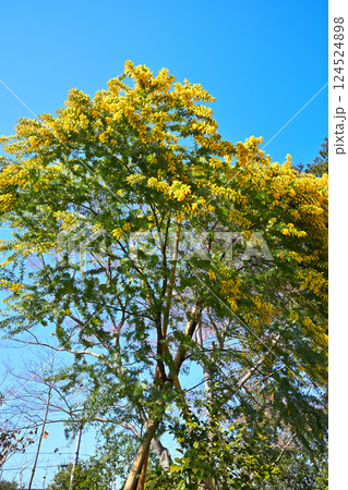 青空に映える満開のミモザ 川越市中院境内 青空に映える満開のミモザ 川越市中院境内 124524898