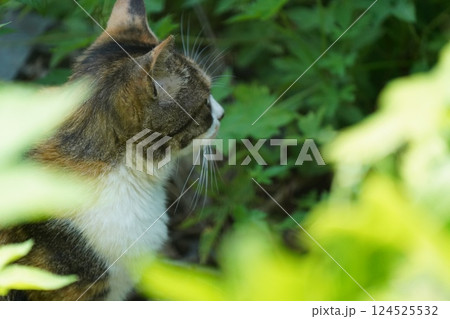 野良猫の日常 124525532