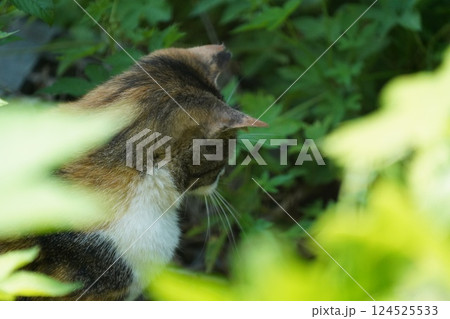 野良猫の日常 野良猫の日常 124525533