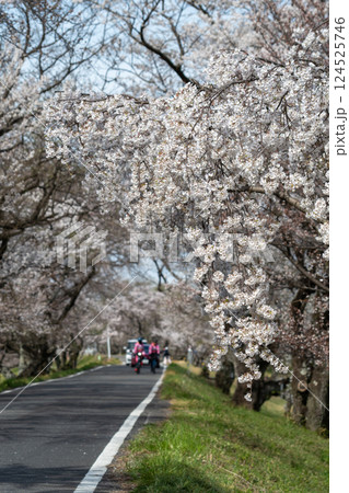 木曽川堤の桜並木(愛知県一宮市) 木曽川堤の桜並木(愛知県一宮市) 124525746