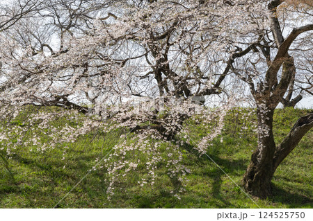 木曽川堤の桜(愛知県一宮市) 木曽川堤の桜(愛知県一宮市) 124525750