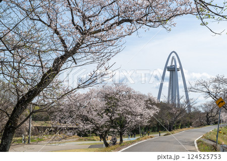 木曽川堤の桜並木（愛知県一宮市） 124525753
