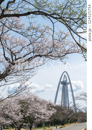 木曽川堤の桜並木(愛知県一宮市) 木曽川堤の桜並木(愛知県一宮市) 124525754