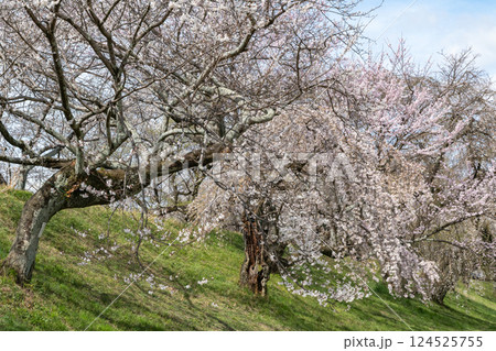 木曽川堤の桜並木(愛知県一宮市) 木曽川堤の桜並木(愛知県一宮市) 124525755