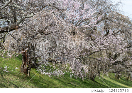 木曽川堤の桜並木（愛知県一宮市） 124525756