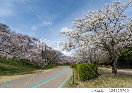 木曽川堤の桜並木（愛知県一宮市） 124525760