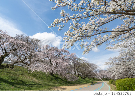木曽川堤の桜並木（愛知県一宮市） 124525765