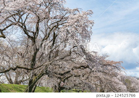 木曽川堤の桜並木（愛知県一宮市） 124525766