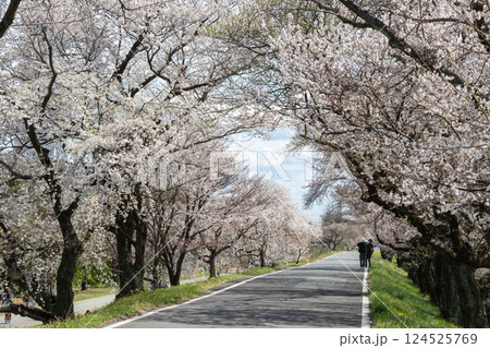 木曽川堤の桜並木(愛知県一宮市) 木曽川堤の桜並木(愛知県一宮市) 124525769