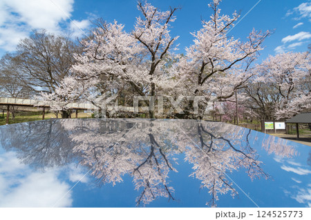 エドヒガンザクラの老木(愛知県一宮市) エドヒガンザクラの老木(愛知県一宮市) 124525773
