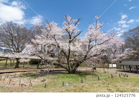 エドヒガンザクラの老木（愛知県一宮市） 124525776