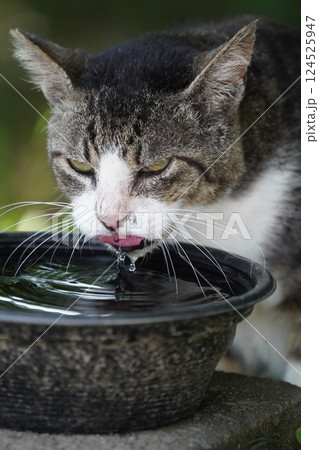 ねこ ねこ 124525947