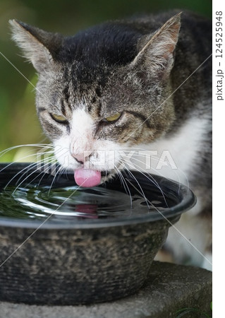 ねこ ねこ 124525948