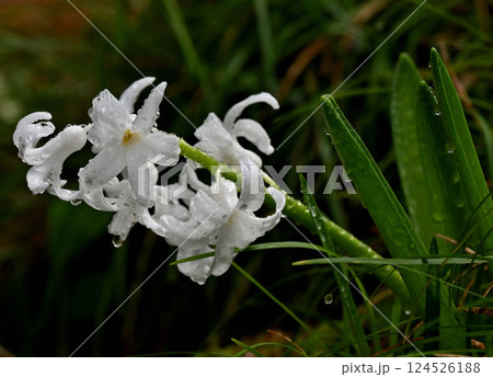 ヒヤシンス 124526188