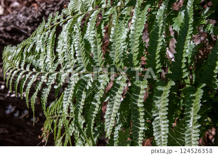海沿いの林内にのみ生えるフモトカグマの葉造形 124526358