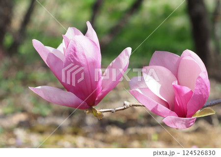 モクレンの花 モクレンの花 124526830