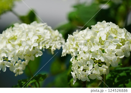 紫陽花 紫陽花 124526886