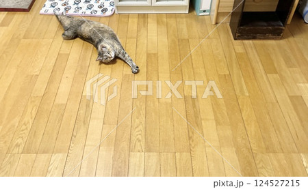テキストスペース・　俯瞰・寝ころんで伸びるキジ猫 124527215