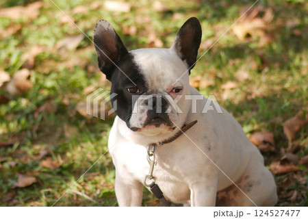 French bulldog enjoying a sunny afternoon in the park French bulldog enjoying a sunny afternoon in the park 124527477