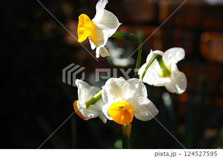 唇に見える水仙の花 唇に見える水仙の花 124527595