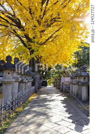 Japanese Shrine Amid Lush Green Forest Landscape, Tokyo Dec 9 2024 Japanese Shrine Amid Lush Green Forest Landscape, Tokyo Dec 9 2024 124527727