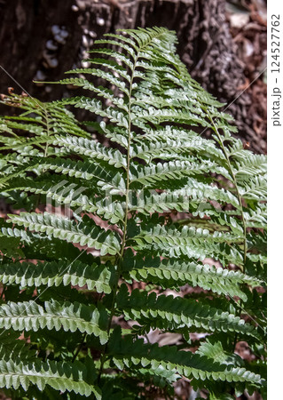 海沿いの林内にのみ生えるフモトカグマの葉造形 124527762