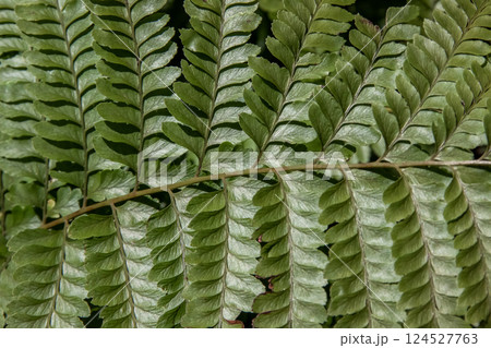 海沿いの林内にのみ生えるフモトカグマの葉造形 124527763