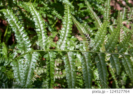 海沿いの林内にのみ生えるフモトカグマの葉造形 124527764