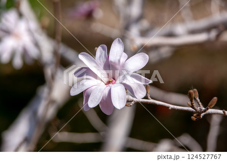 早春の頃、木に葉が付ける前に花が咲くシデコブシの花 早春の頃、木に葉が付ける前に花が咲くシデコブシの花 124527767
