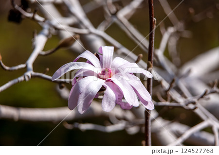 早春の頃、木に葉が付ける前に花が咲くシデコブシの花 124527768