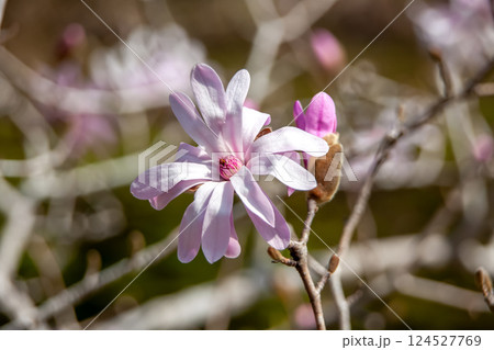 早春の頃、木に葉が付ける前に花が咲くシデコブシの花 早春の頃、木に葉が付ける前に花が咲くシデコブシの花 124527769