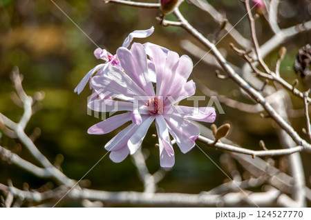 早春の頃、木に葉が付ける前に花が咲くシデコブシの花 124527770
