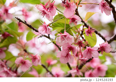 葉桜になった河津桜 124528193