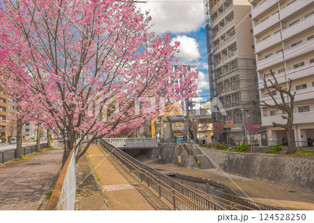 京都市堀川通　水路のある春の街並み 124528250