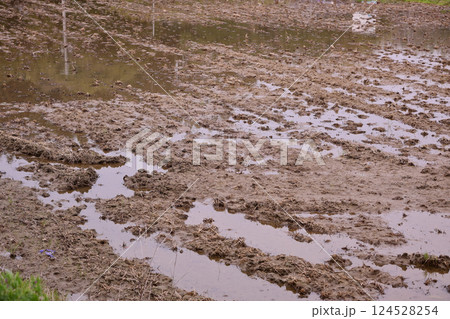 代掻き 代掻き 124528254