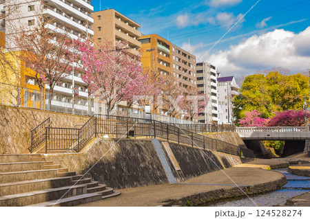 京都市堀川通 水路のある春の街並み 京都市堀川通 水路のある春の街並み 124528274